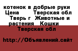 котенок в добрые руки › Цена ­ 1 - Тверская обл., Тверь г. Животные и растения » Кошки   . Тверская обл.